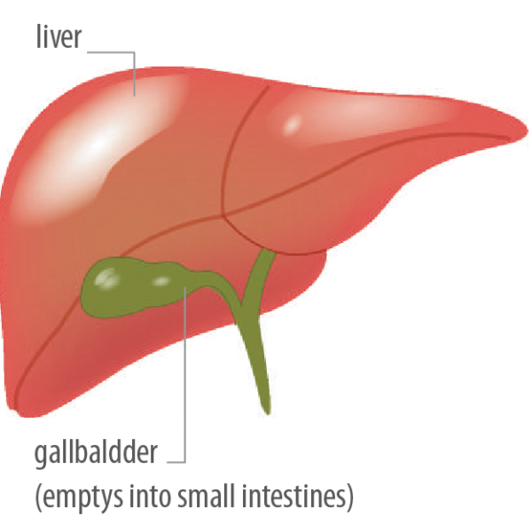 TRIAD 4 - Detoxification | Metabolic Code